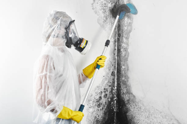 Best Asbestos and Lead Testing During Mold Inspection  in Medina, MN