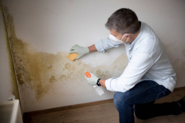 Best Mold Remediation for Healthcare Facilities  in Medina, MN