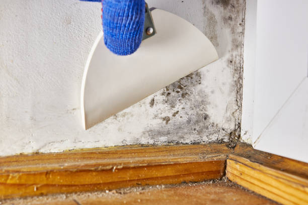 Best Commercial Mold Inspection  in Medina, MN