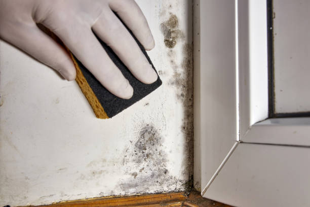 Best Mold Odor Removal Services  in Medina, MN